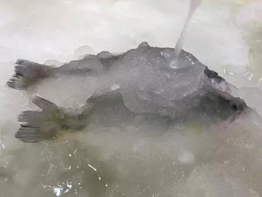 3T/24H স্লারি আইস মেশিন সামুদ্রিক খাবারের জন্য বরফ তৈরির মেশিন